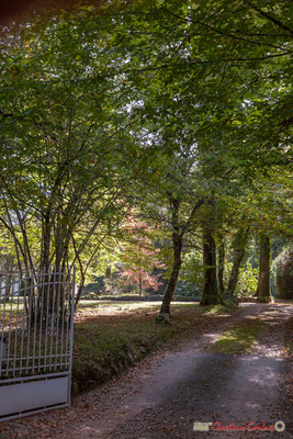 Très belle clairière habitée. Avenue du Rauzé, Cénac, Gironde. 16/10/2017