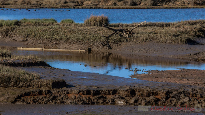 Domaine de Graveyron, Audenge, espace naturel sensible de Gironde