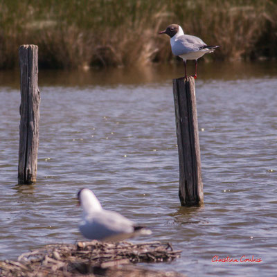 Mouettes rieuses et leur nid, réserve ornithologique du Teich. Samedi 3 avril 2021. Photographie © Christian Coulais