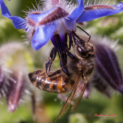 Bourrache et abeille. Samedi 21 mars 2020