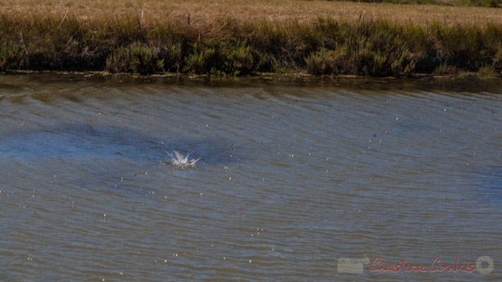 Pêche d'une mouette rieuse dans un œillet du marais salants de l'Île de Noirmoutier entre l'Epine et Noimoutier en l'Île, Vendée, Pays de la Loire