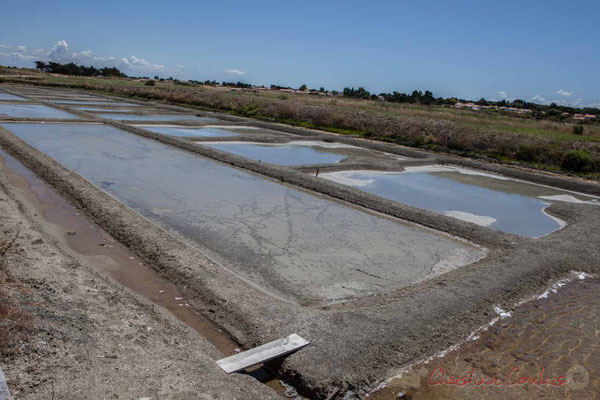 Les œillets des marais salants de l'Île de Noirmoutier entre l'Epine et Noimoutier en l'Île, Vendée, Pays de la Loire