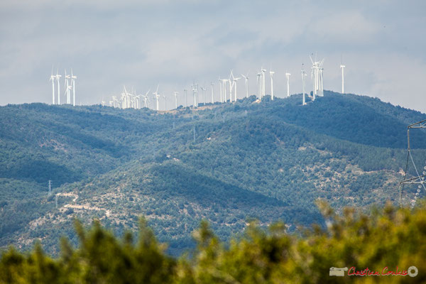 Végétation de garrigue et champ d'éoliennes / Foz de Lumbier / Navarra