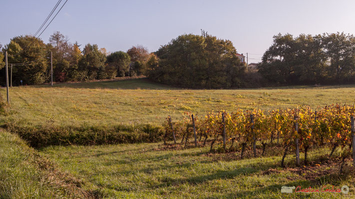 Le hameau de Mons est masqué par la végétation. Avenue de Mons, Cénac, Gironde. 16/10/2017