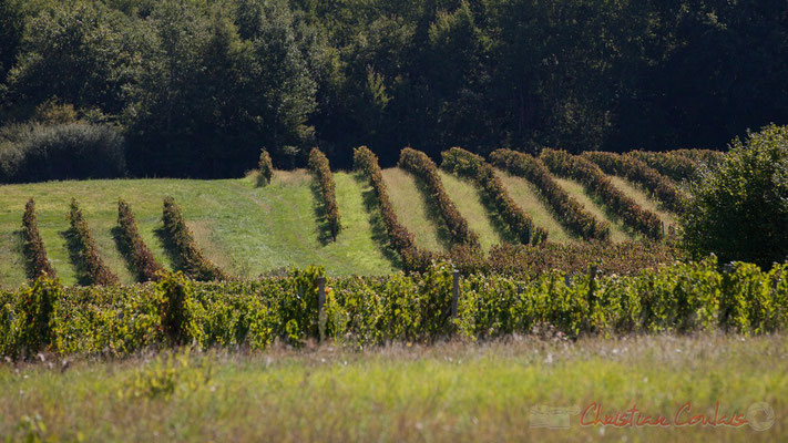 Viticulture, Croignon