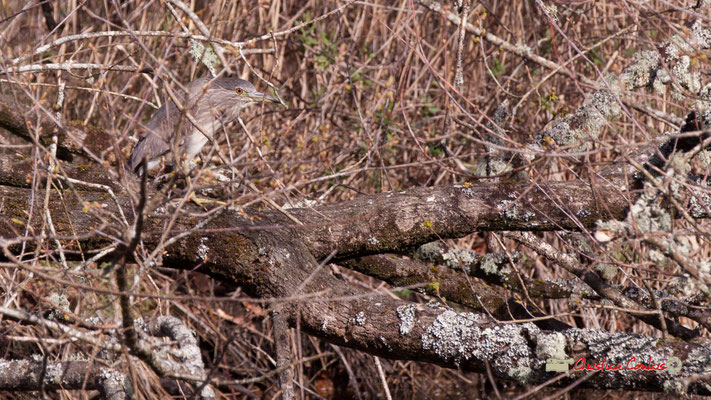 Bihoreau gris, réserve ornithologique du Teich. Samedi 16 mars 2019. Photographie © Christian Coulais