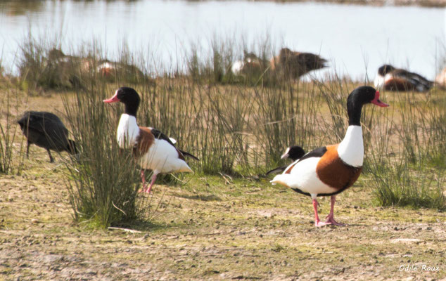 Tadorne de Belon. Réserve ornithologique du Teich. Photographie Odile Roux. Samedi 16 mars 2019