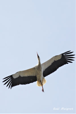 Vol de cigogne blanche. Réserve ornithologique du Teich. Photographie Gaël Moignot. Samedi 16 mars 2019