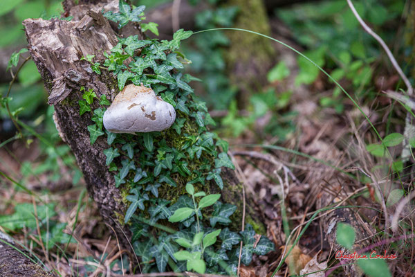 Champignon sur souche. Forêt de Migelan, espace naturel sensible, Martillac / Saucats / la Brède. Samedi 23 mai 2020. Photographie : Christian Coulais