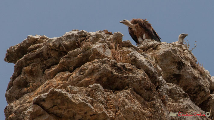 Nid de vautour fauve, gorges de Lumbier, Navarre / Leonado nido de buitre, Foz de Lumbier, Navarra