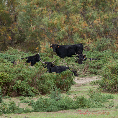 Le taureau Camargue est un animal de robe foncée, généralement noire, quelquefois brun foncé. Sa taille dépasse rarement 1,30 m pour les mâles et 1,20 m pour les femelles.