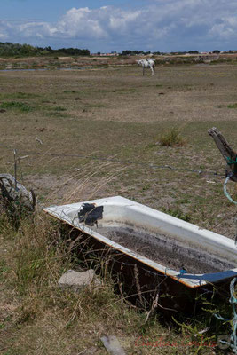 Baignoire, pour abreuver les chevaux. Marais salants de l'Île de Noirmoutier entre l'Epine et Noimoutier en l'Île, Vendée, Pays de la Loire