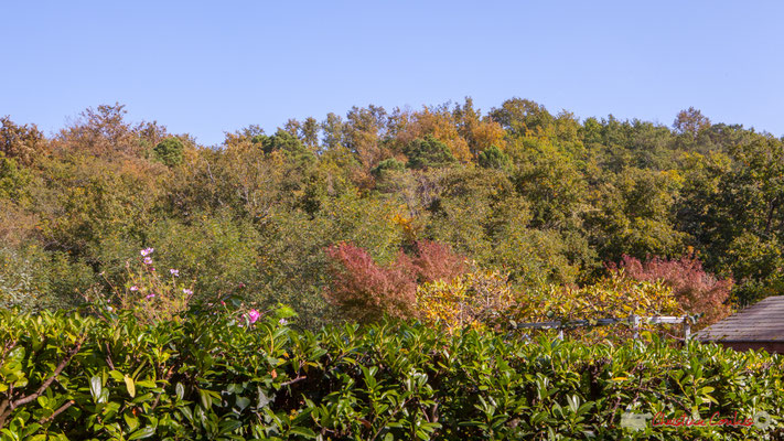 C'est dommageable que la haie ne soit pas en adéquation avec la lisière de la forêt et de la vallée du Rauzé. Avenue du bois du moulin, Cénac, Gironde. 16/10/2017