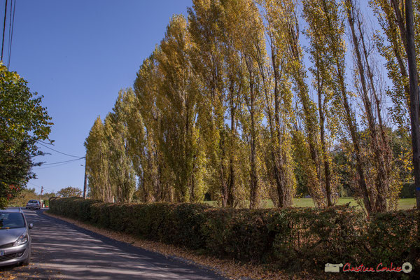 Partie ascendante depuis le bourg. Avenue de Vinagrey, Cénac, Gironde. 16/10/2017