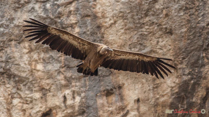 Vautour fauve, gorges de Lumbier, Navarre / Buitre leonado, Foz de Lumbier, Navarra