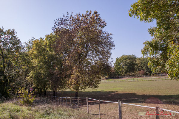 1 Pâturages. Hameau du Cloutet, Cénac, Gironde. 16/10/2017