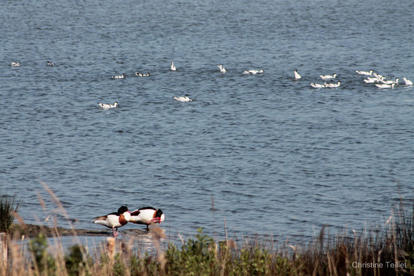 Réserve ornithologique du Teich. Photographie Christine Teillet. Samedi 3 avril 2021