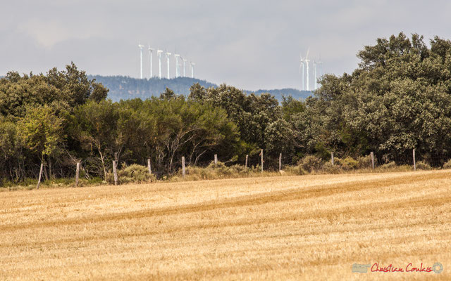 Champ de céréales et végétation de garrigue, Foz de Lumbier / Navarra