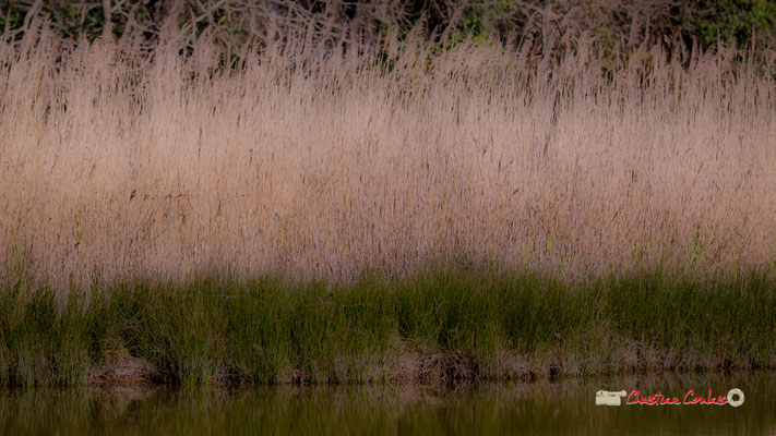 Land art I. Réserve ornithologique du Teich. Samedi 16 mars 2019. Photographie © Christian Coulais