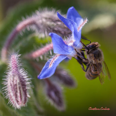 Bourrache et abeille. Vendredi 27 mars 2020