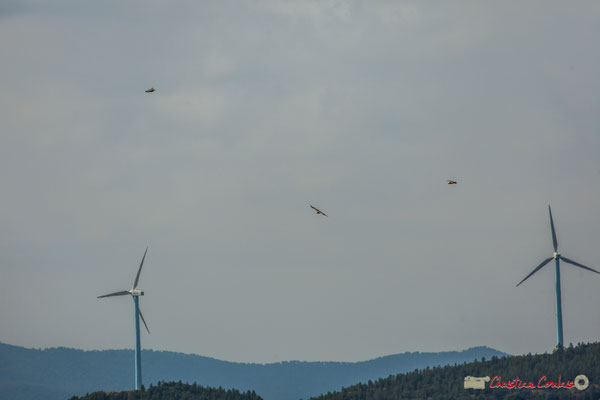 Vol de rapaces et éoliennes / Navarra