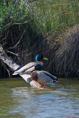 Canards colvert mâle et femelle. Réserve ornithologique du Teich. Photographie Jean-Pierre Couthouis. Samedi 3 avril 2021
