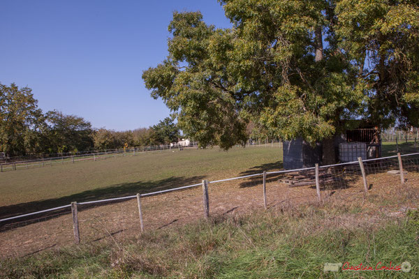 1 Pâturages pour les moutons et chevaux. Hameau du Cloutet, Cénac, Gironde. 16/10/2017
