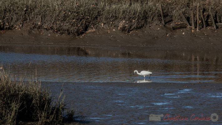 Aigrette garzette. Domaine de Graveyron, Audenge, espace naturel sensible de Gironde