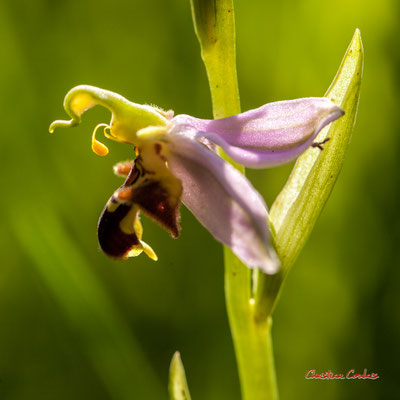Ophrys abeille, Ophrys apifera, le Garde, Cenac. Samedi 16 mai 2020. Photographie : Christian Coulais