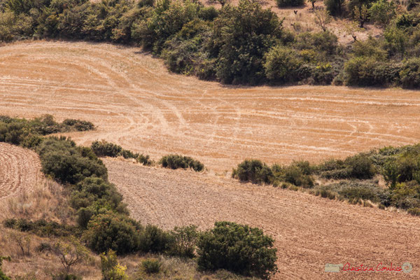 Champ de céréales, Lumbier, Navarra