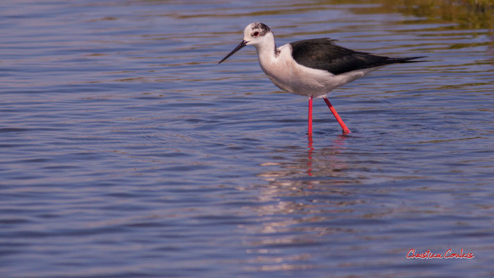 Echasse blanche, réserve ornithologique du Teich. Samedi 3 avril 2021. Photographie © Christian Coulais