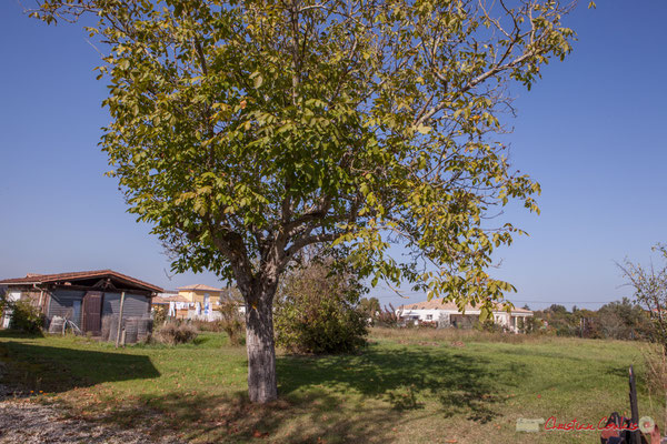 3 Terrain constructible, côté ouest. Allée du Cloutet, Cénac, Gironde. 16/10/2017