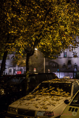 "Les feuilles mortes se ramassent à la pelle", Jacques Prévert. Novembre 2016. Rue de Tauzia, Bordeaux