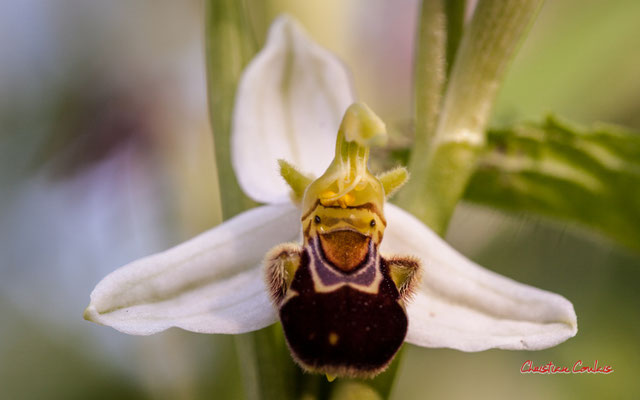 Hypochromie partielle d'Ophrys abeille, Ophrys apifera (mauve > blanche). Le Garde, Cenac. Samedi 16 mai 2020. Photographie : Christian Coulais