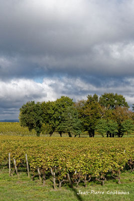 Vignoble du Sauternais, Château d'Yquem, Sauternes. Samedi 10 octobre 2020. Photographie © Jean-Pierre Couthouis