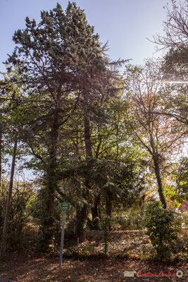 Parc arboré de la maison d'hôtes La Longère. Avenue de Pujade, Cénac, Gironde. 16/10/2017