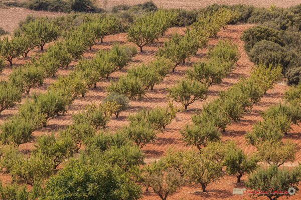 Champ d'oliviers, Lumbier, Navarra