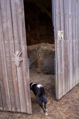 Départ pour la chèvrerie. Ferme Manieu Noël, élevage & fromages de chèvres, Marlène Serrano à Courpiac.