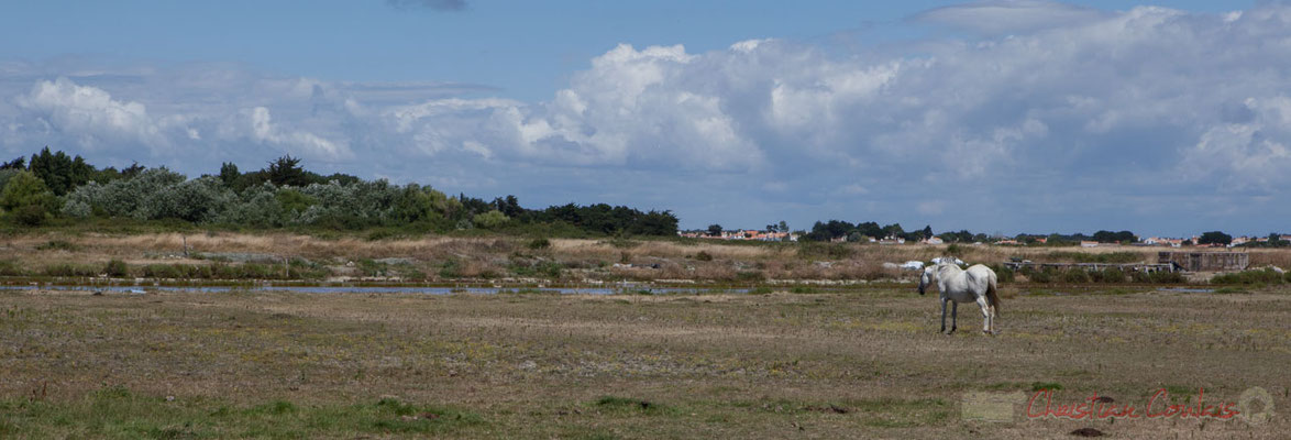 Marais salants de l'Île de Noirmoutier entre l'Epine et Noimoutier en l'Île, Vendée, Pays de la Loire