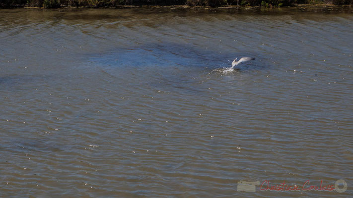 Pêche d'une mouette rieuse dans un œillet du marais salants de l'Île de Noirmoutier entre l'Epine et Noimoutier en l'Île, Vendée, Pays de la Loire