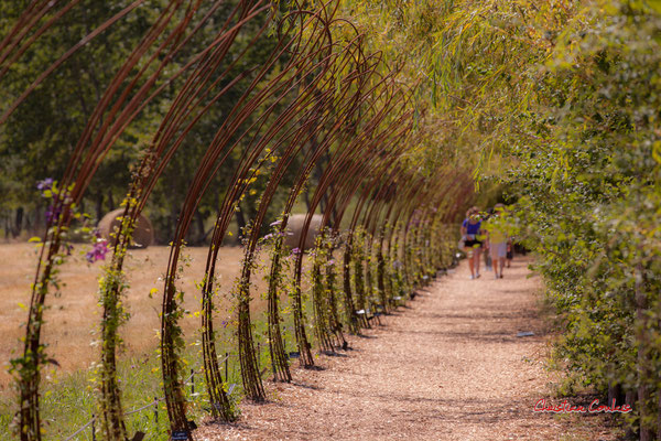 L'allée des clématites, Prés de Goualoup, Domaine de Chaumont-sur-Loire. Lundi 13 juillet 2020. Photographie © Christian Coulais