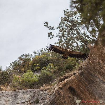 Vautour fauve, gorges de Lumbier, Navarre / Buitre leonado, Foz de Lumbier, Navarra