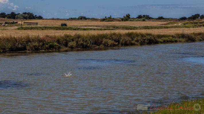 Pêche d'une mouette rieuse dans un œillet du marais salants de l'Île de Noirmoutier entre l'Epine et Noimoutier en l'Île, Vendée, Pays de la Loire