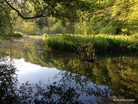 Le bayou de la Pimpine, face à l'étang des Sources. Latresne, Gironde