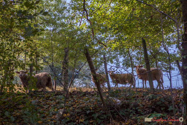 Moutons sur les pâturages du Château de Roquebrune. Avenue de Roquebrune, Cénac, Gironde. 16/10/2017