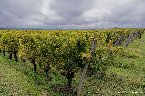Vignoble du Sauternais, Château d'Yquem, Sauternes. Samedi 10 octobre 2020. Photographie © Jean-Pierre Couthouis