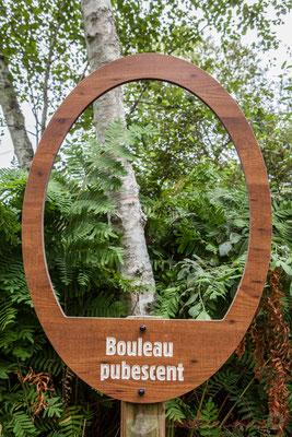 Bouleau pubescent. Hourtin, Lagune de Contaut, Espace Naturel Sensible de Gironde