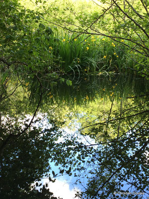 Le bayou de la Pimpine, face à l'étang des Sources. Latresne, Gironde