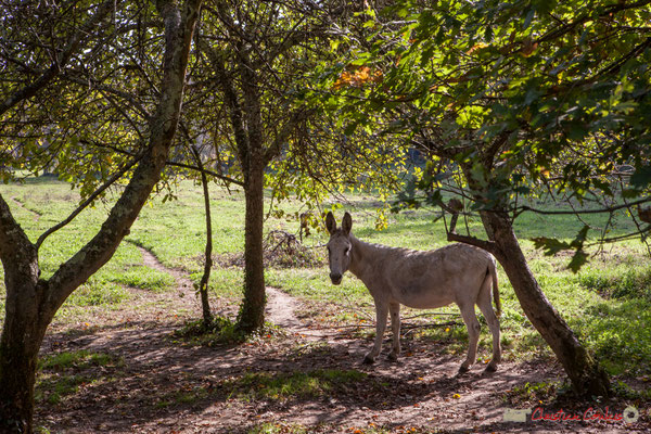 Âne aux paturâges. Allée Petit-Mâçon, Cénac, Gironde. 16/10/2017
