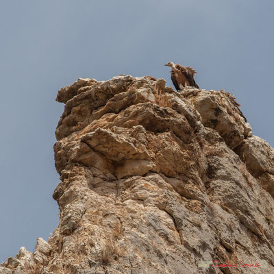 Nid de vautour fauve, gorges de Lumbier, Navarre / Leonado nido de buitre, Foz de Lumbier, Navarra